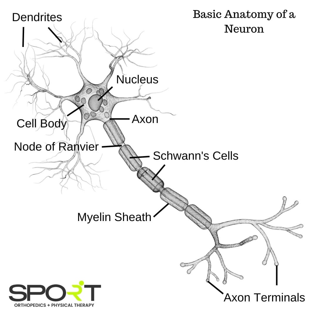 nerve grafts