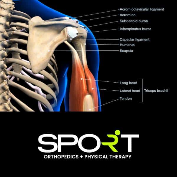 shoulder joint anatomy
